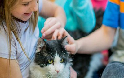 آلرژی به گربه؛ دلایل و راه های درمان آن